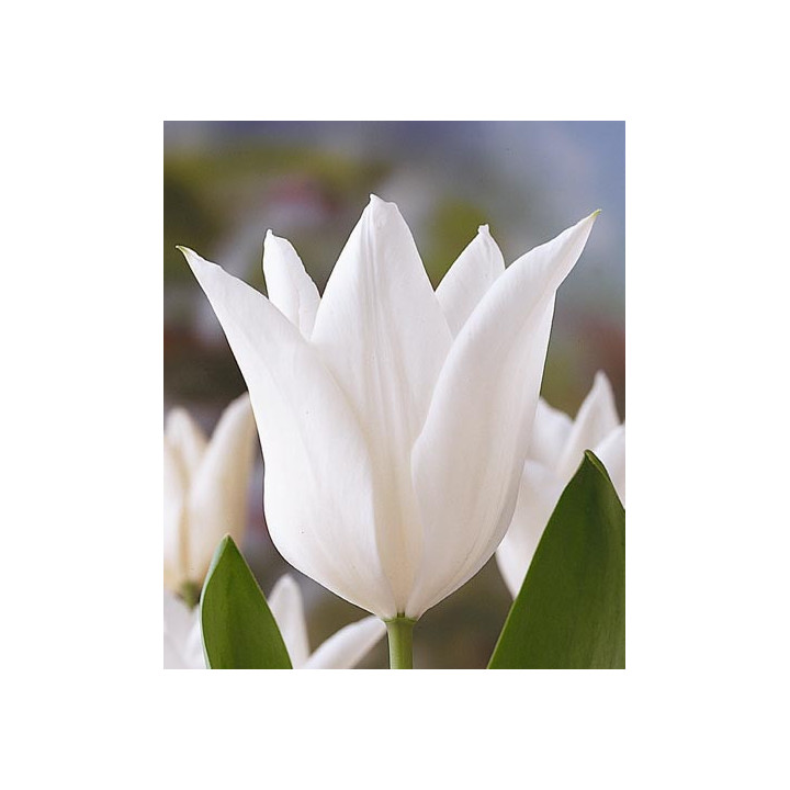 White Triumphator / Whитэ Триумпhатор