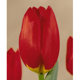 Wisley / Wислэь