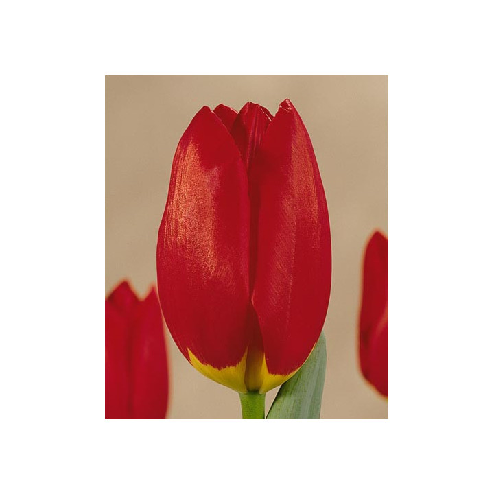Wisley / Wислэь