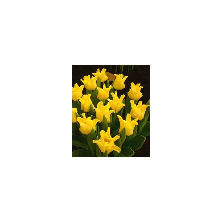Yellow Crown / Ьэллоw Цроwн
