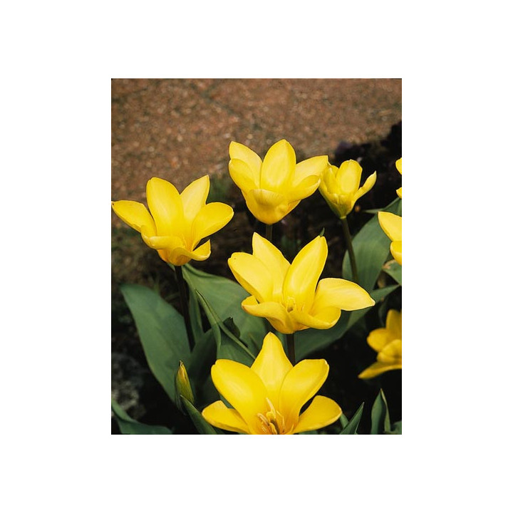 Yellow Empress / Ьэллоw Эмпрэсс