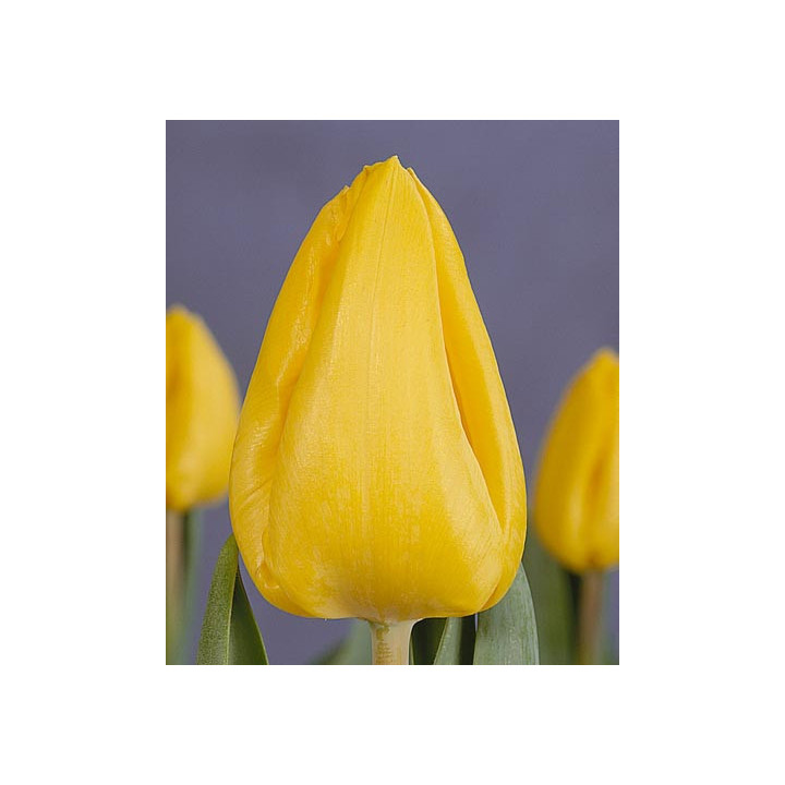 Yellow Flight / Ьэллоw Флигhт