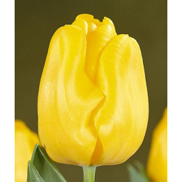 Yellow King / Ьэллоw Кинг