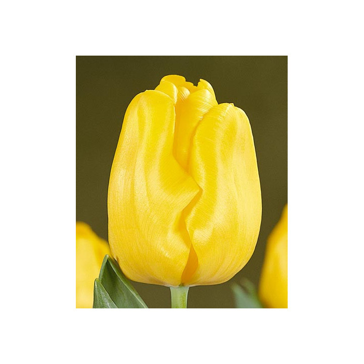 Yellow King / Ьэллоw Кинг