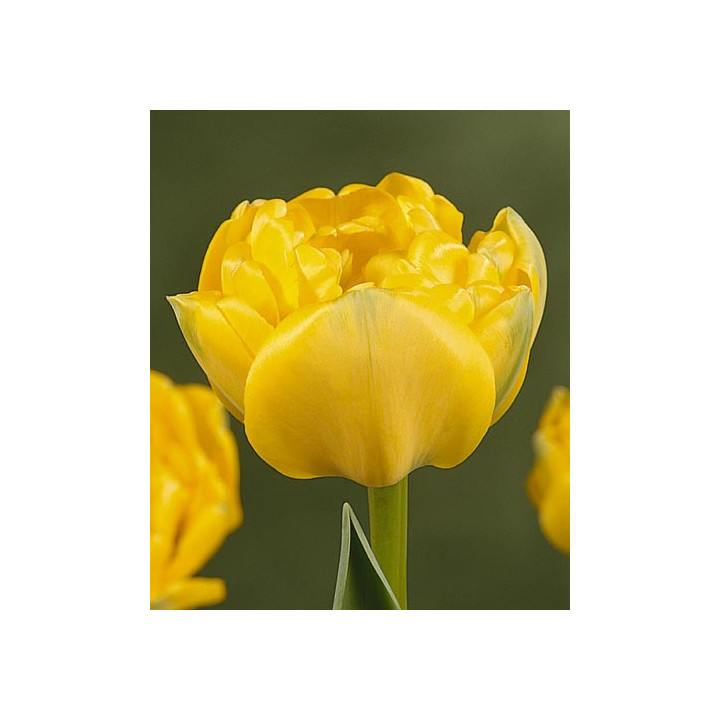 Yellow Pomponnet / Ьэллоw Помпоннэт