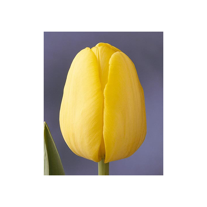 Yellow Present / Ьэллоw Прэсэнт