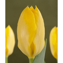 Yellow Purissima / Ьэллоw Пуриссима