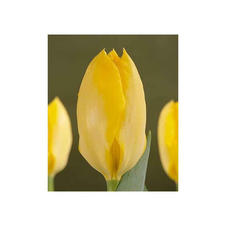 Yellow Purissima / Ьэллоw Пуриссима