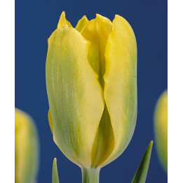 Yellow Springgreen / Ьэллоw Спринггрээн