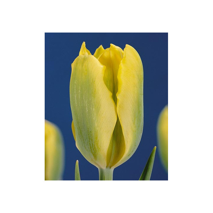 Yellow Springgreen / Ьэллоw Спринггрээн