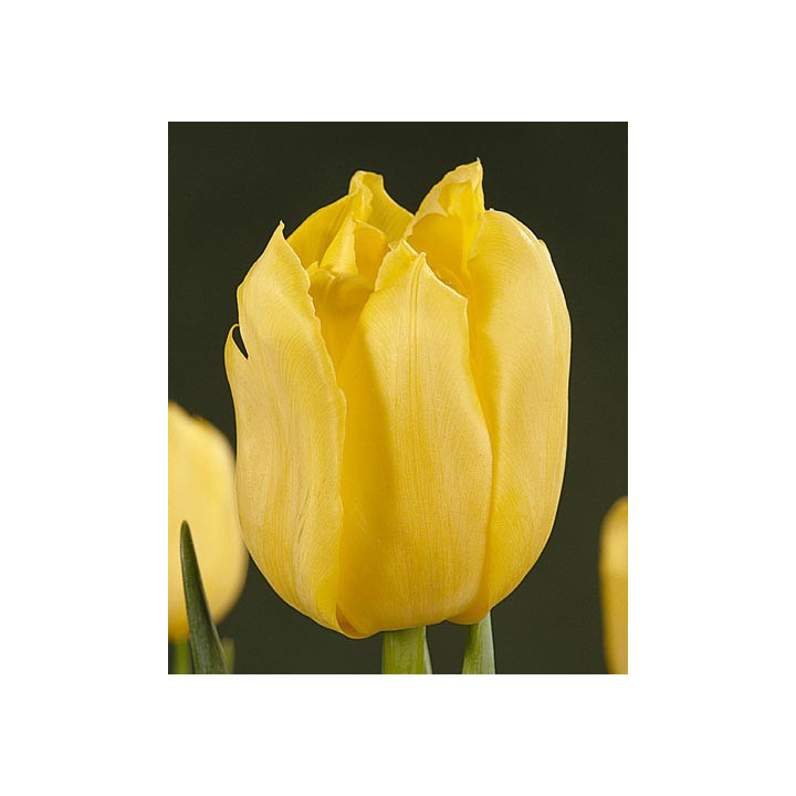 Yellowa / Ьэллоwа