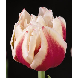 Zizanie / Зизаниэ