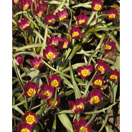 pulchella 'Persian Pearl' / пулчэлла 'Пэрсиан Пэарл'