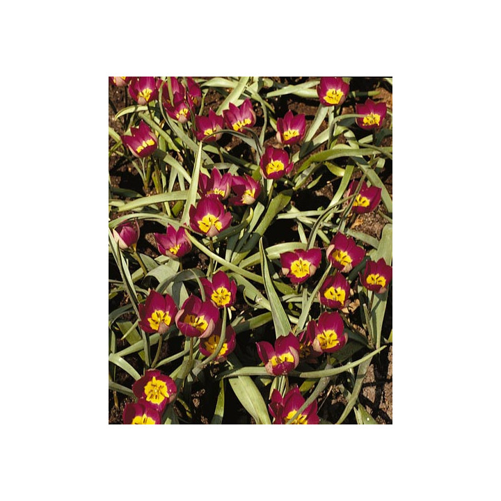 pulchella 'Persian Pearl' / пулчэлла 'Пэрсиан Пэарл'
