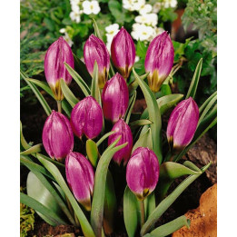pulchella 'Violacea Black Base' / пулчэлла 'Виолацэа Блацк Басэ'