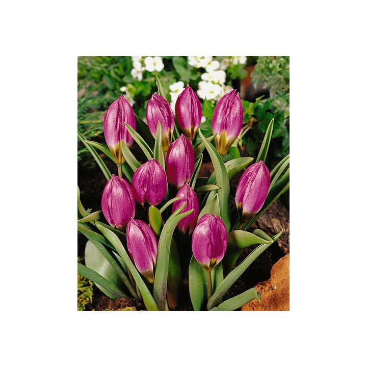 pulchella 'Violacea Black Base' / пулчэлла 'Виолацэа Блацк Басэ'