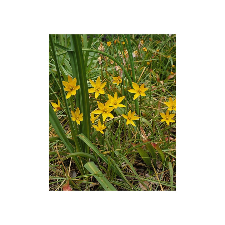 sylvestris / сьлвэстрис