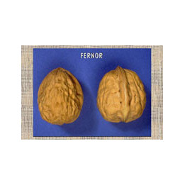 Фернор / Fernor