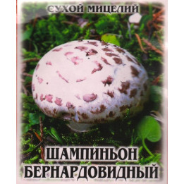 Шампиньон бернардовидный