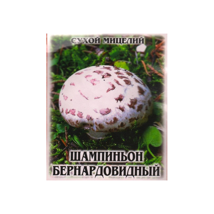 Шампиньон бернардовидный