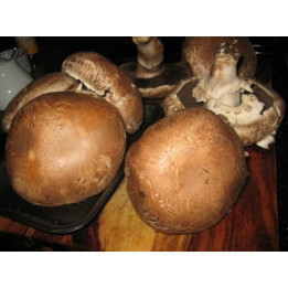 Шампиньон королевский