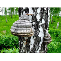 Чага