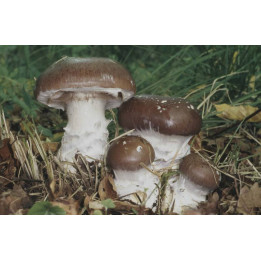 Паутинник превосходный