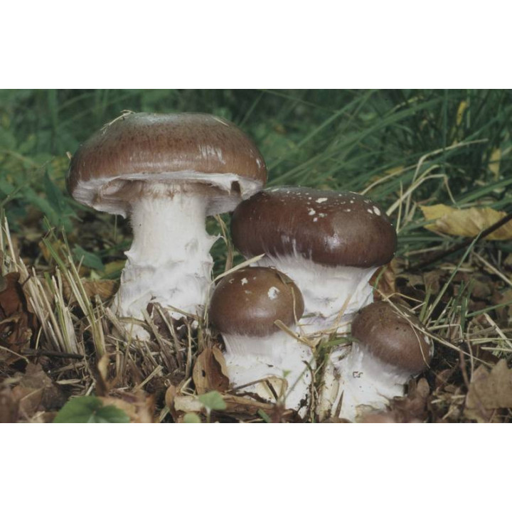 Паутинник превосходный