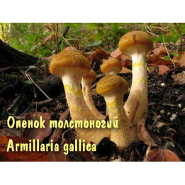 Опёнок толстоногий