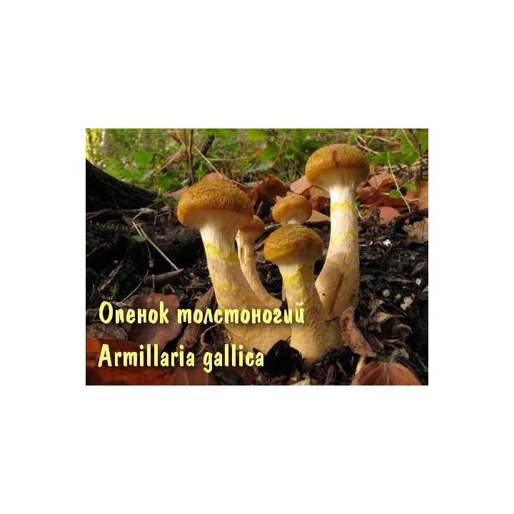 Опёнок толстоногий