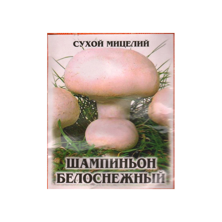 Шампиньон белоснежный