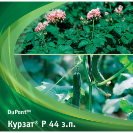 Курзат P 44