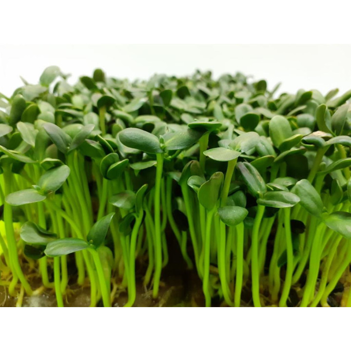Ground Prana